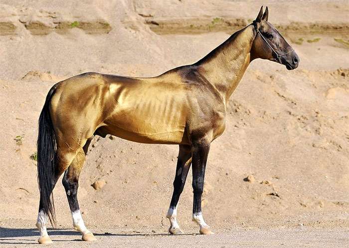 Akhal-Teke-paard