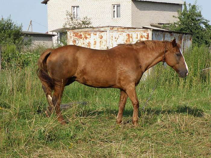 Белоруски вучни коњ