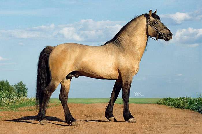 Kůň Vjatka