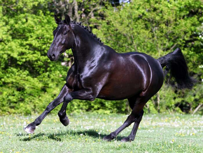 Dutch warmblood horse