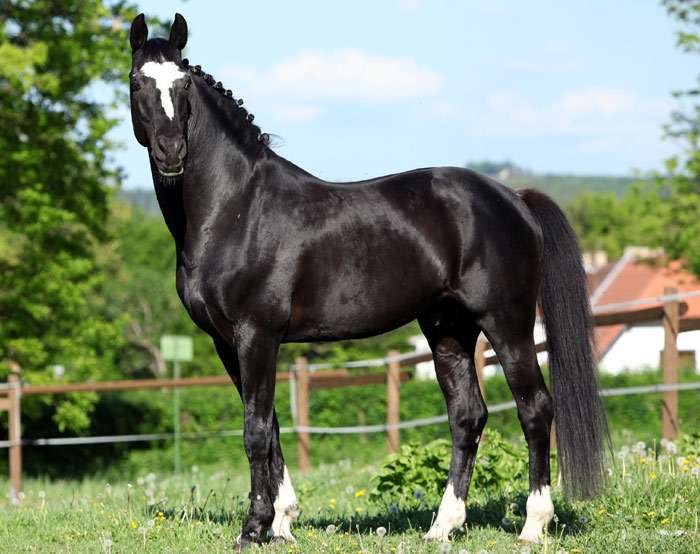 Cheval à sang chaud hollandais