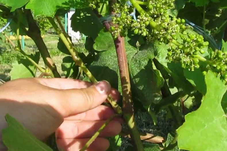 ¿Por qué es necesario cosechar uvas en junio y julio y cómo eliminar adecuadamente el exceso de brotes?