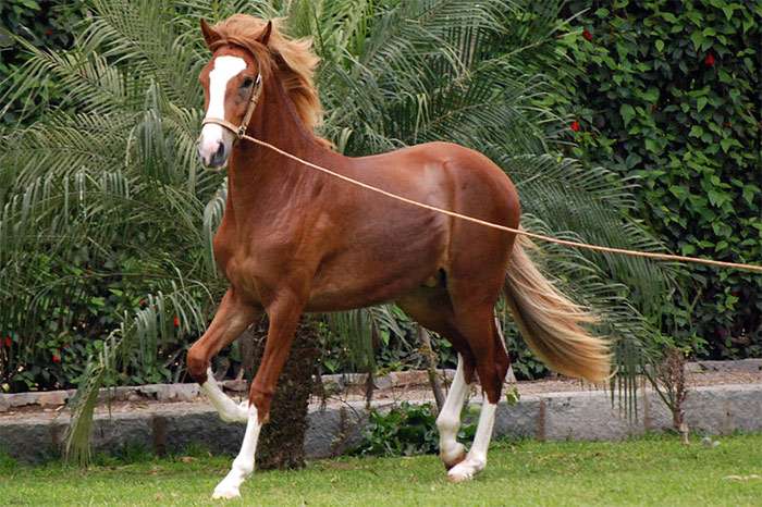 Paso Peru