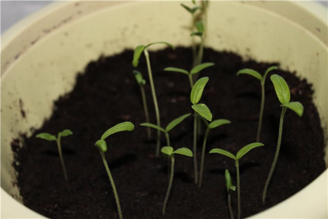 mudas longas de tomate em uma panela