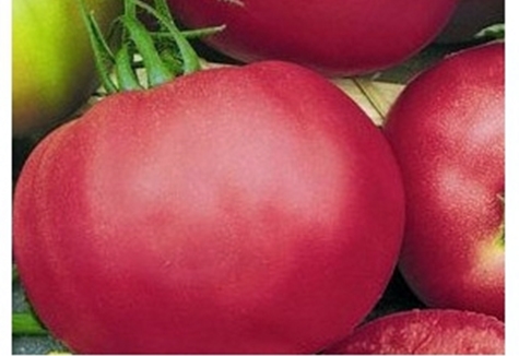 aparência de gel rosa de tomate