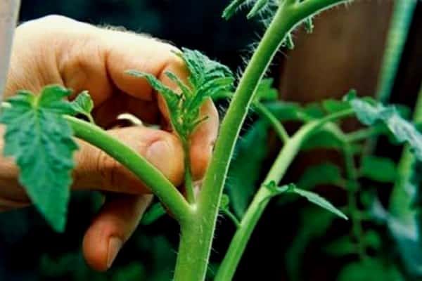 tomato stems