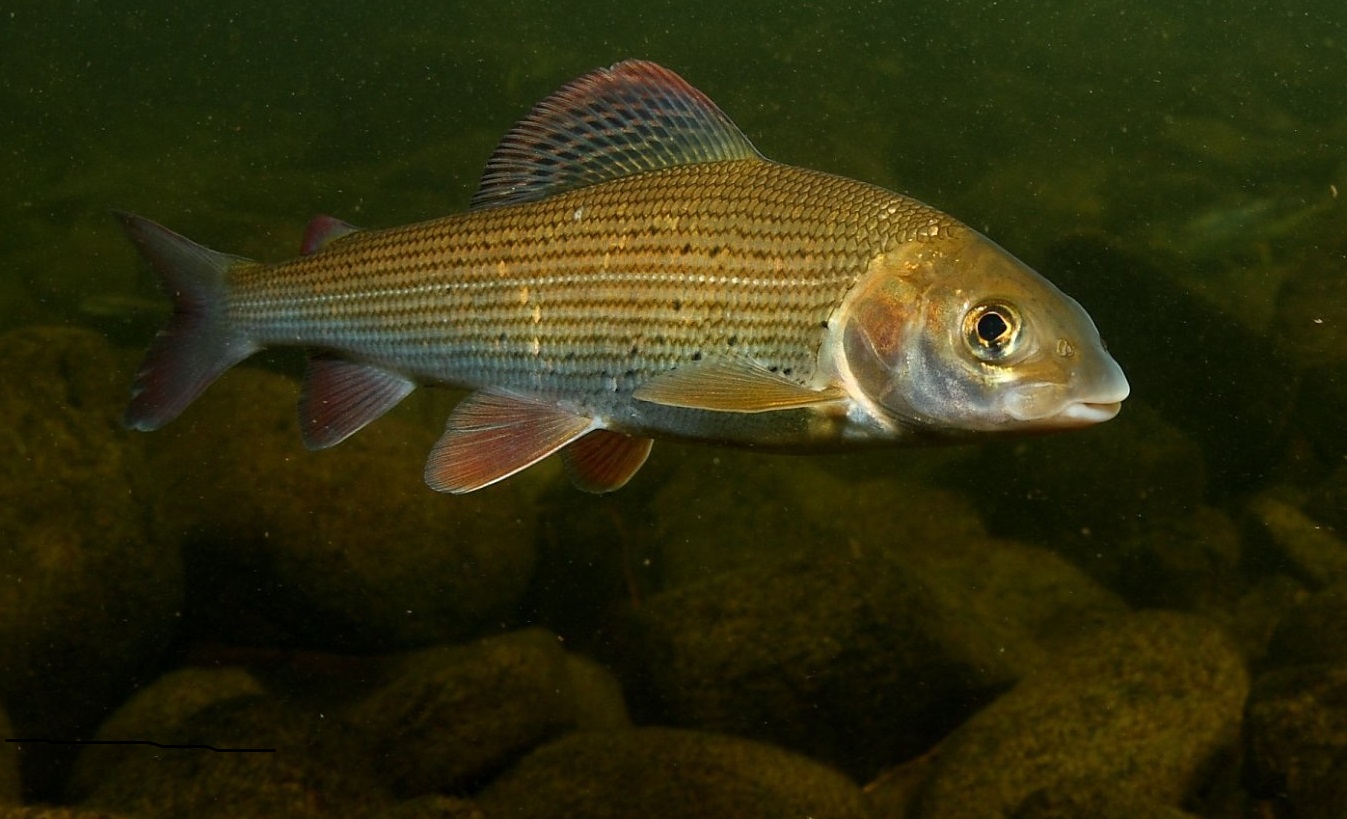 List and description of 39 predatory and herbivorous river fish, their features