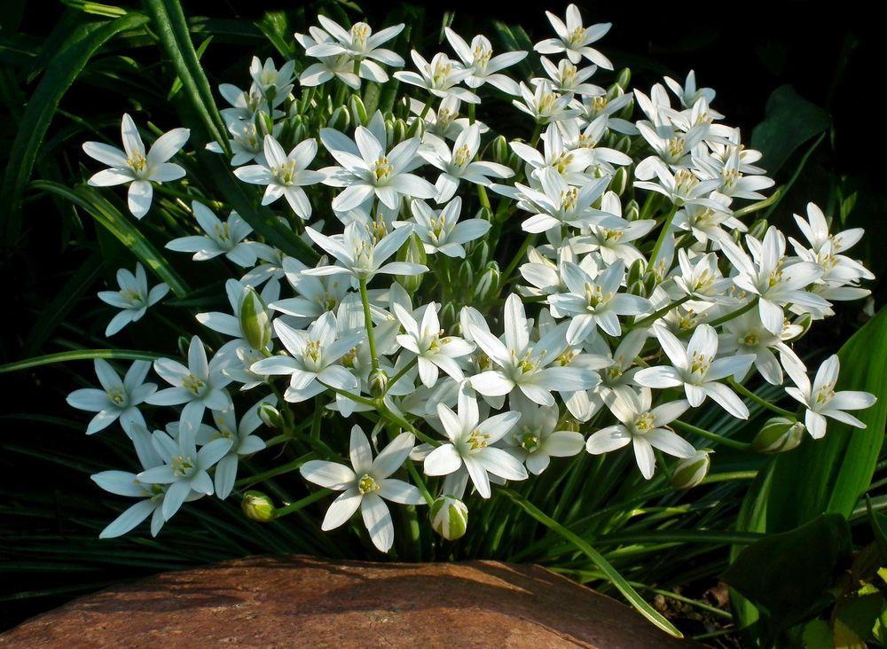 TOP 60 Frühlings-Primelblumen mit Namen, Beschreibungen und Auswahlmöglichkeiten