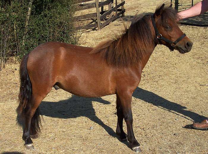 falabella horse