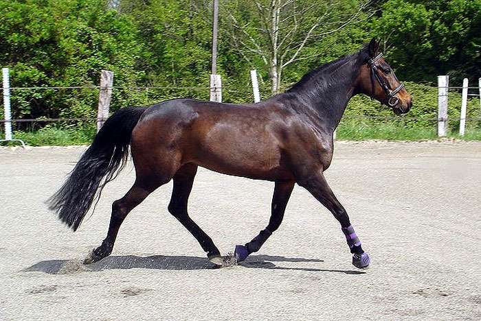 caballos deportivos hannoverianos