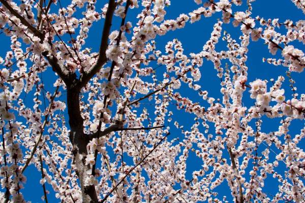 flor dels albercocs