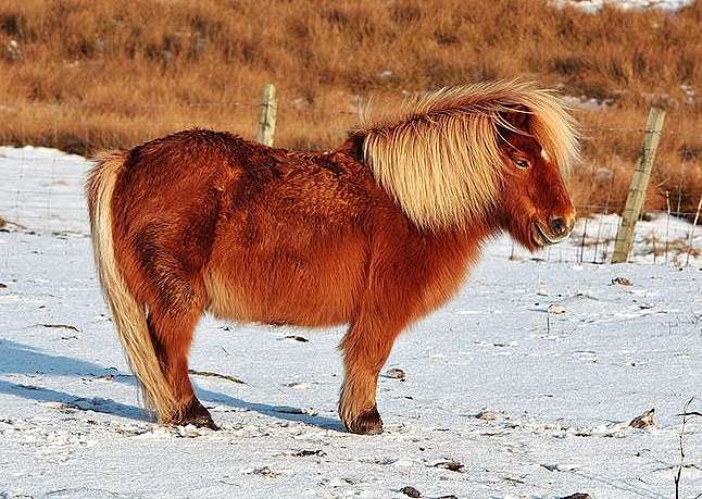 pony horse