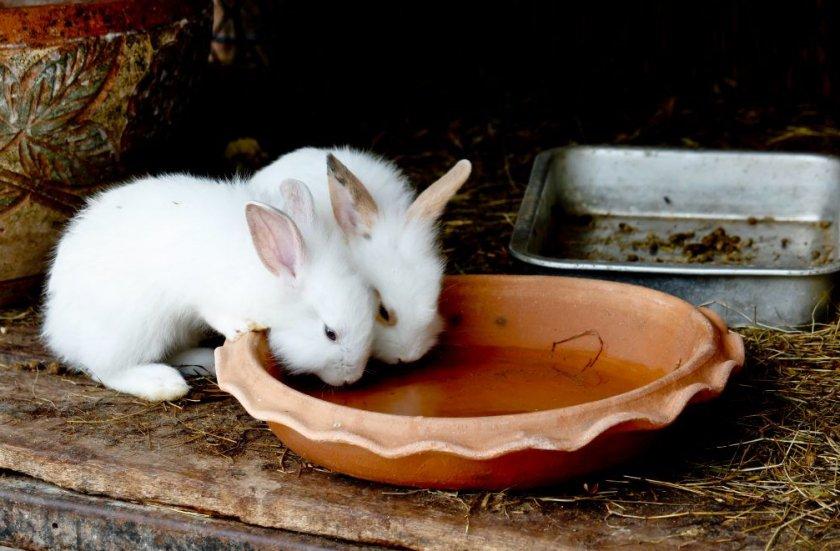 les lapins boivent