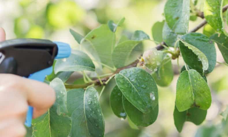 scab on pear