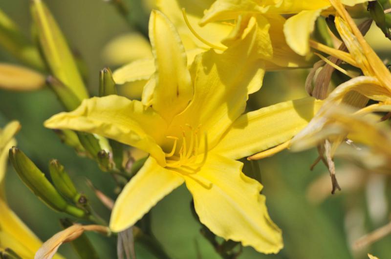 flores amarelas 