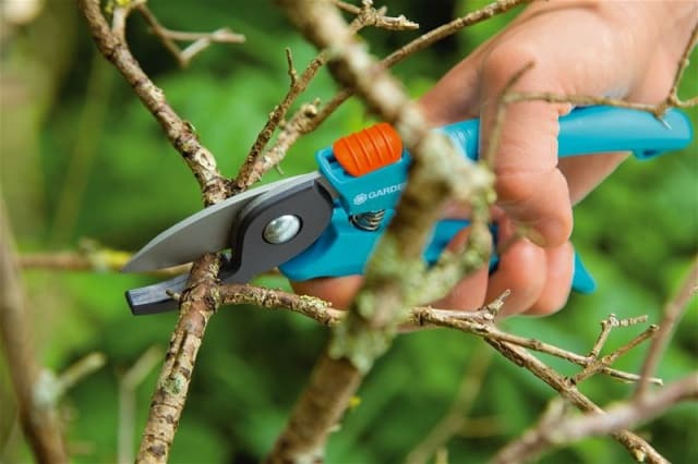 sea ​​buckthorn pruning