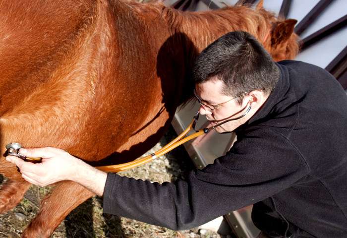 man and horse