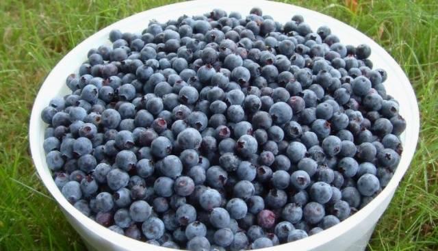 Eimer Blaubeeren