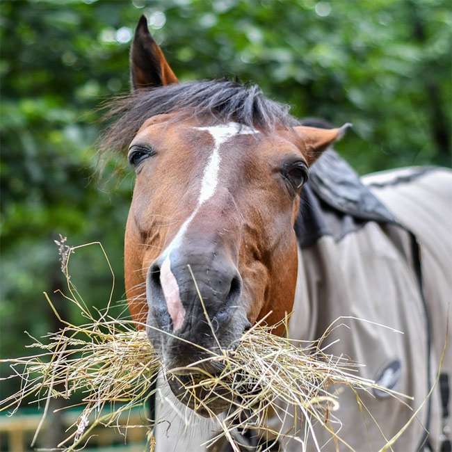 nourrir les chevaux