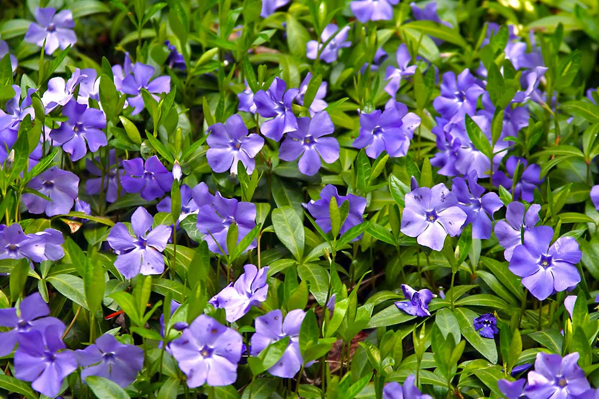 TOP 60 spring primrose flowers with names, descriptions and which ones to choose