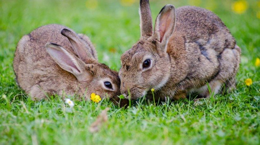 pregnant rabbit