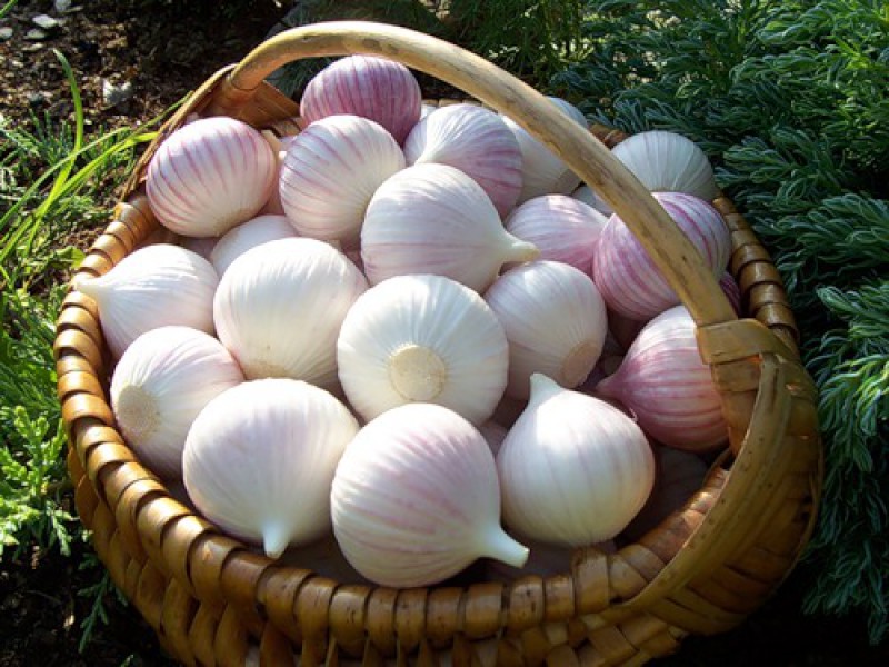 Single clove garlic in a basket