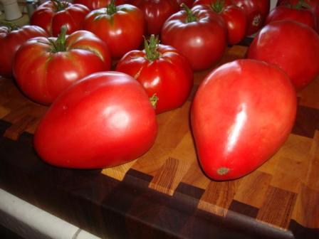rajčata na stole