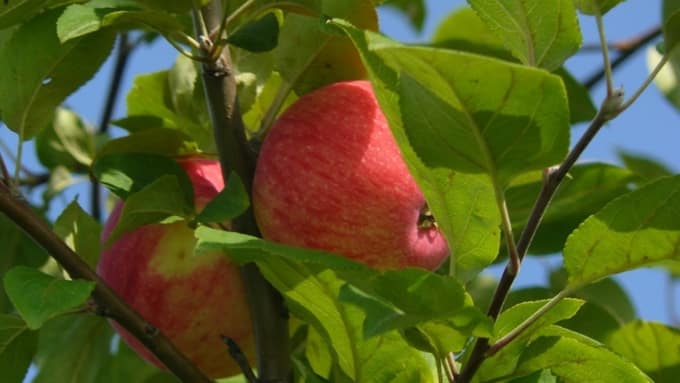 Apfelbaum Apfel gerettet