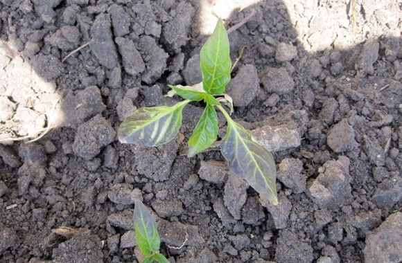 purple leaves on pepper seedlings