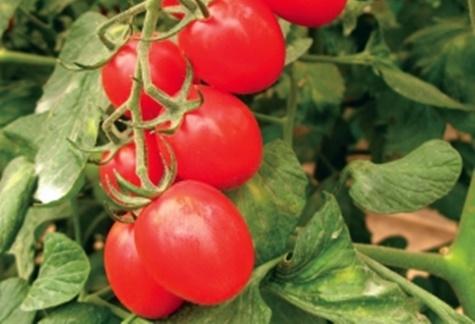 vzhled rajče Katenka