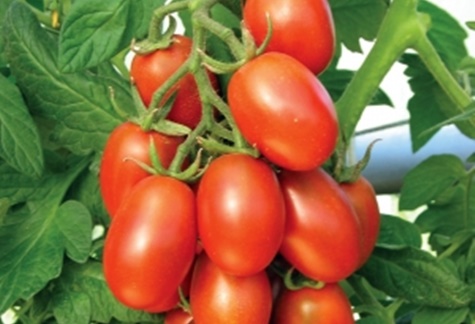 Katenka keře rajčat