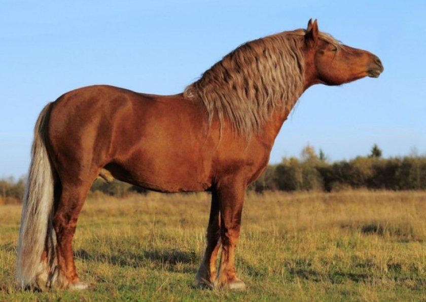 plemeno sovětského tažného koně
