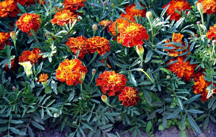 marigold flowerbed