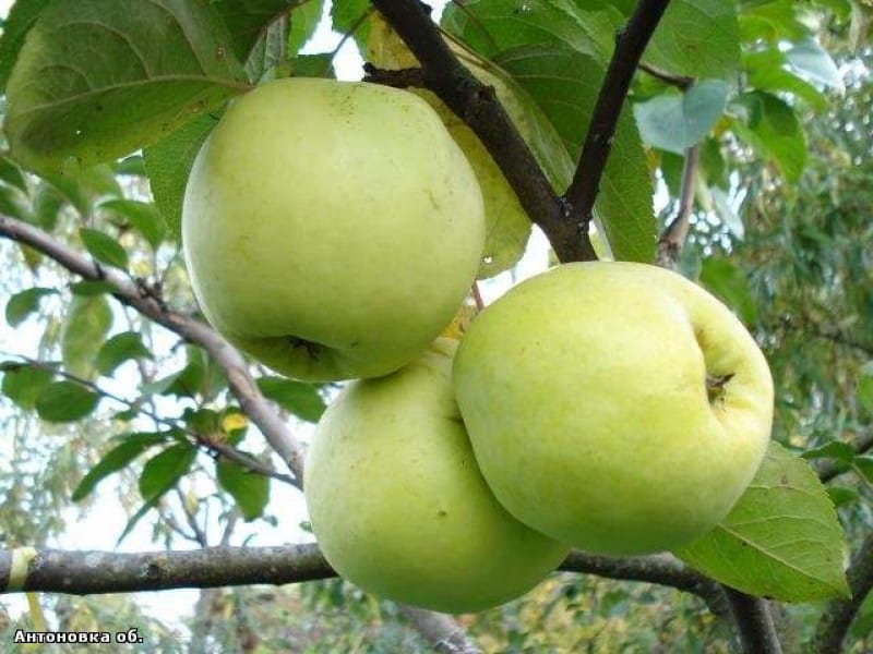 Apfel Antonovka