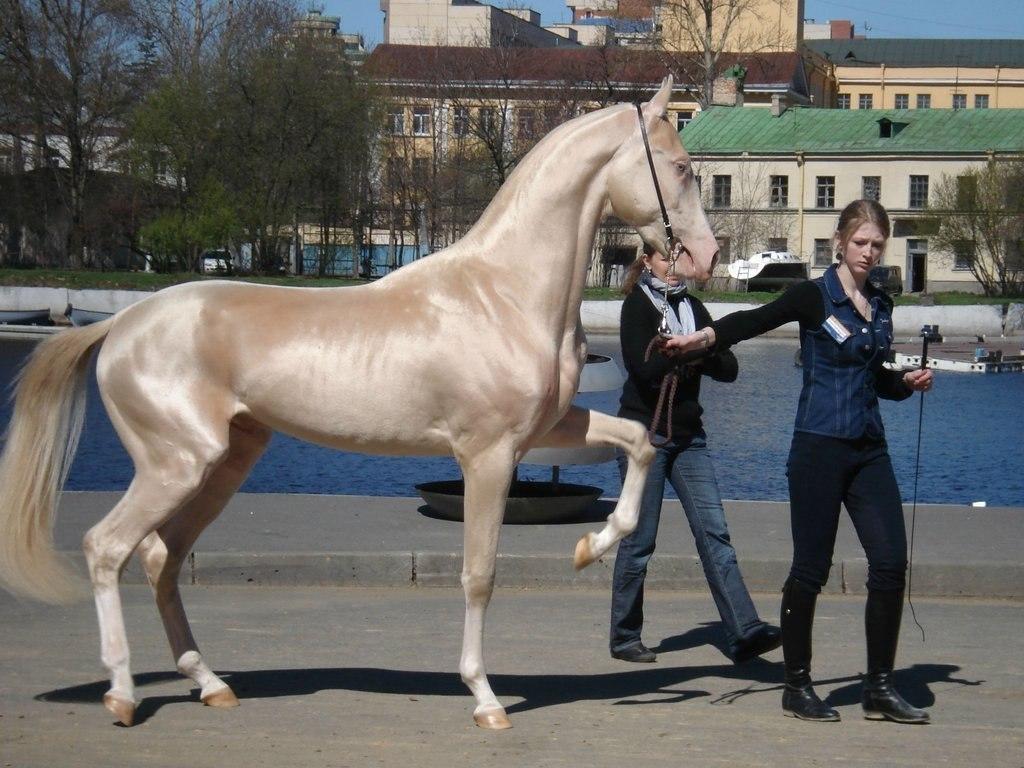 Achaltekinský kůň