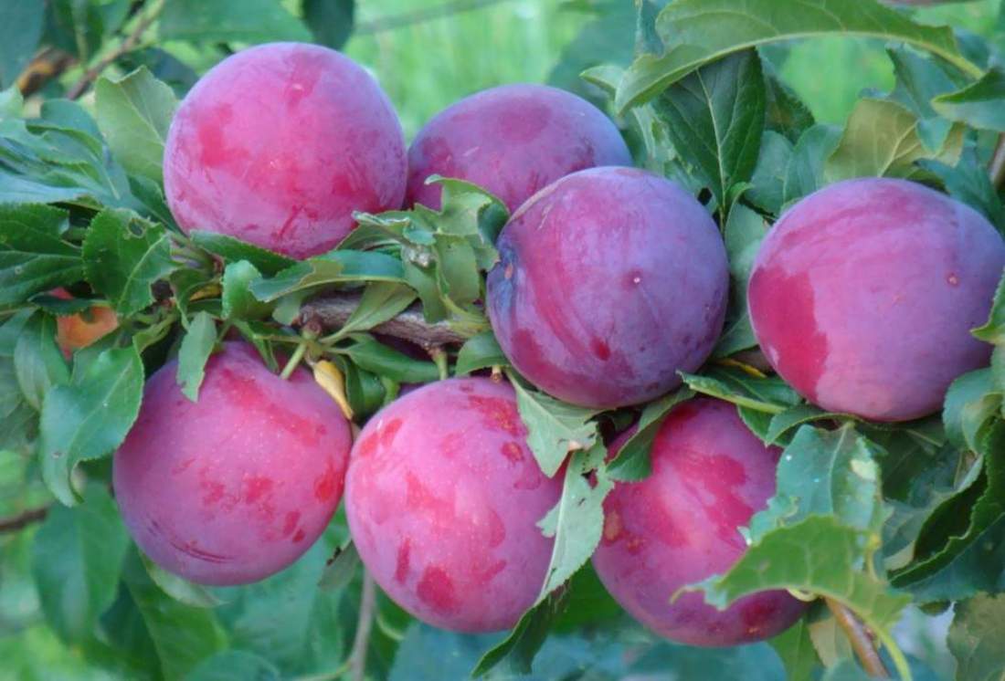 cherry plum Kuban comet