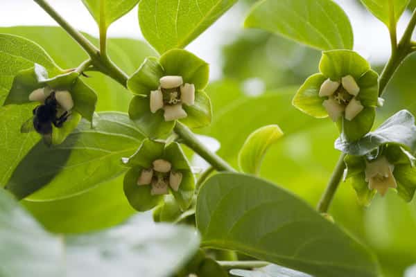 persimmon blossom