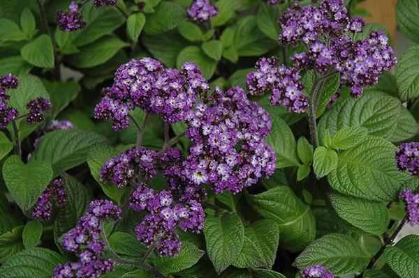 bloemen in de tuin 