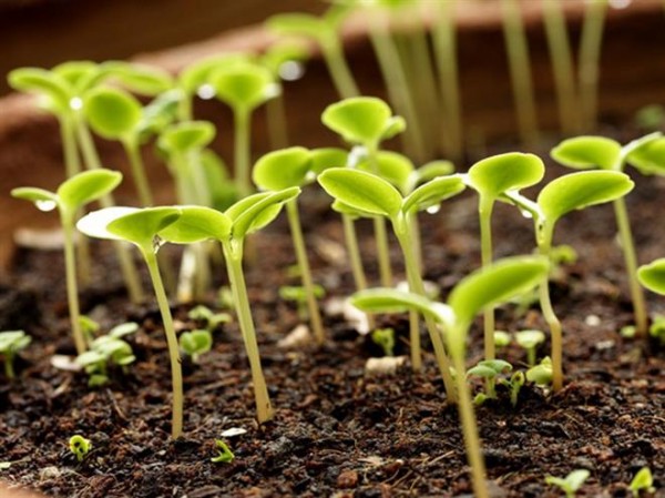 soil for tomato seeds 