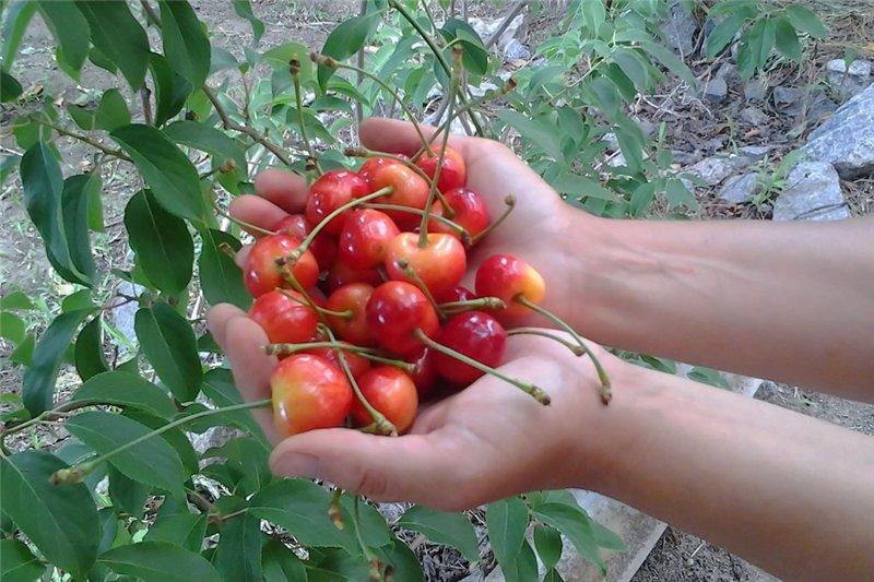 picking berries 