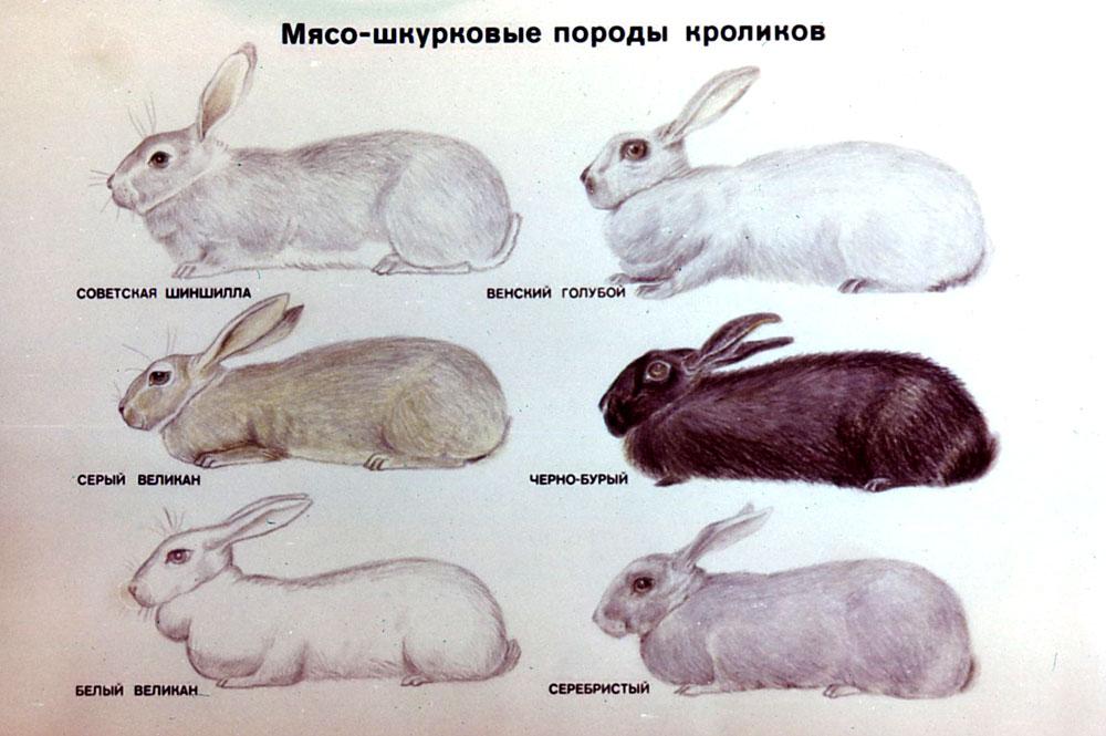 různé králíky