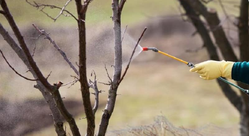 een appelboom besproeien