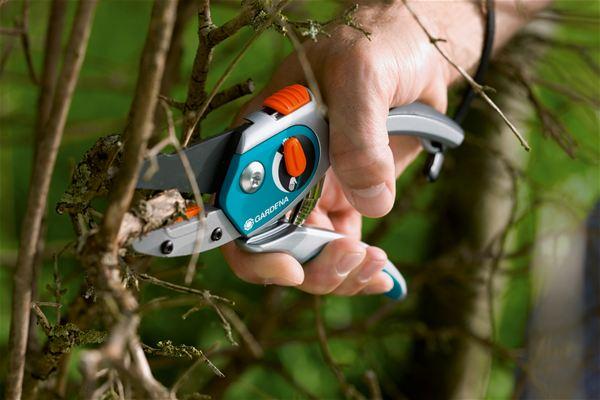 flower pruning 