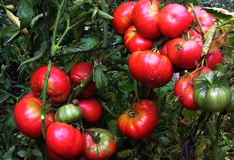 arbustos de tomate gigantescos em terreno aberto