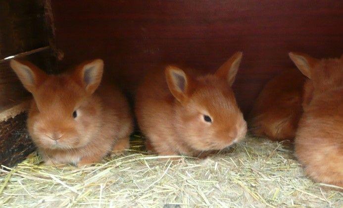 lapin de Nouvelle-Zélande