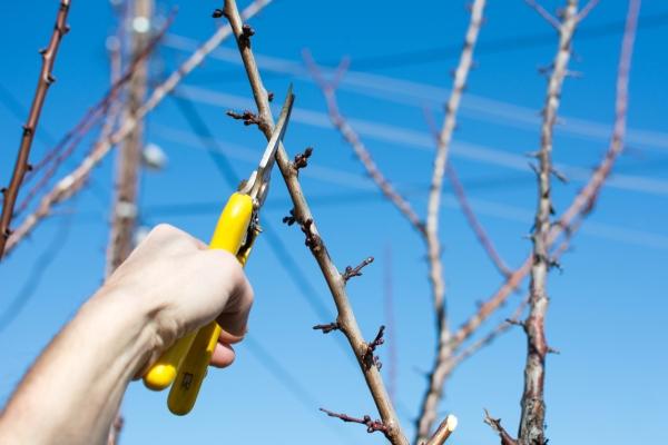 plum pruning