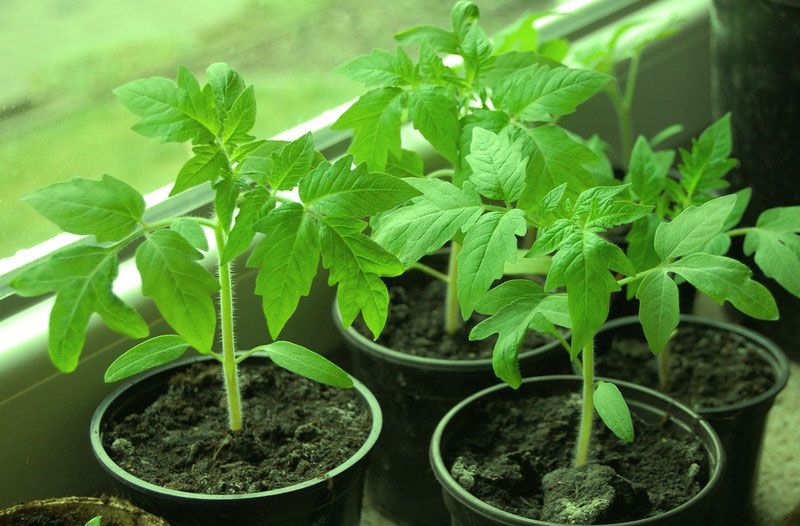 Tomatensetzlinge auf dem Balkon