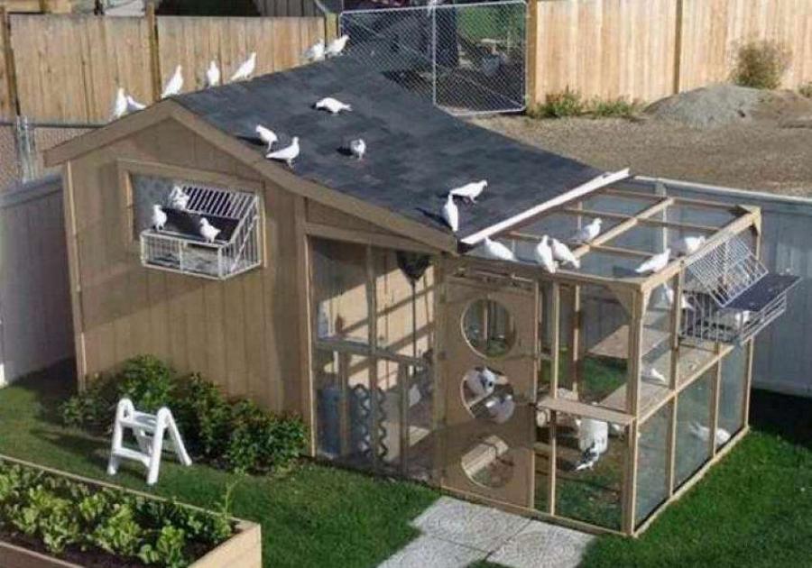 Aviaries for pigeons