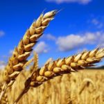 káně jarní pšenice