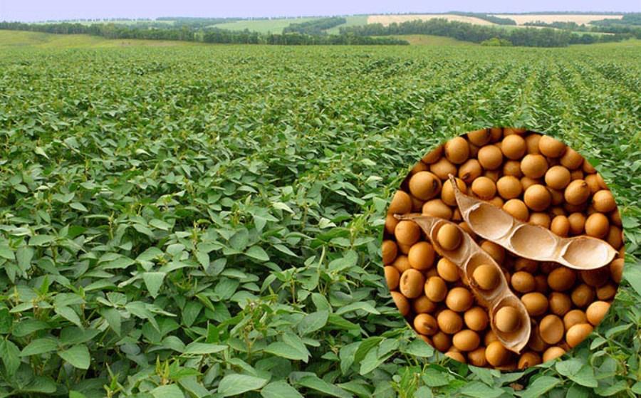 soybean - cultivation